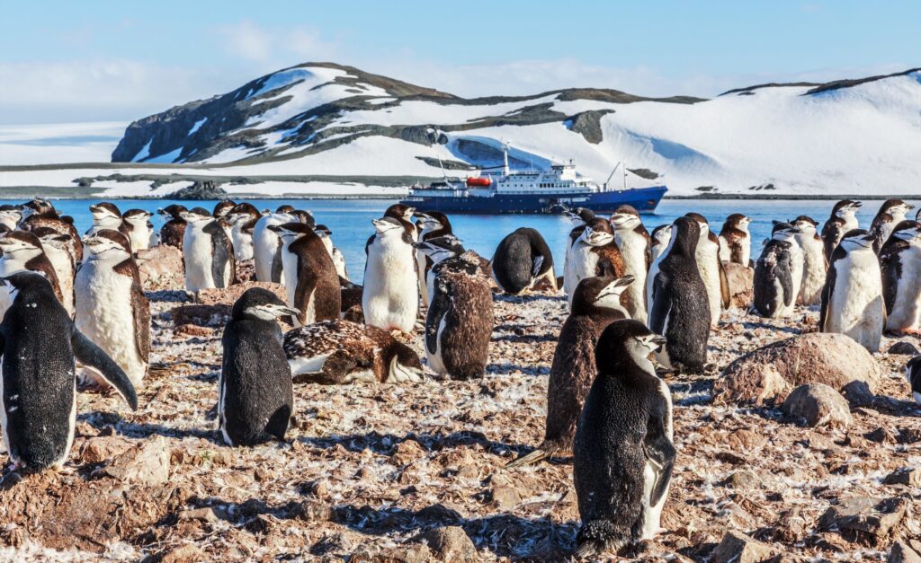Chinstrap Penguins, South Shetland Islands, Antarctica