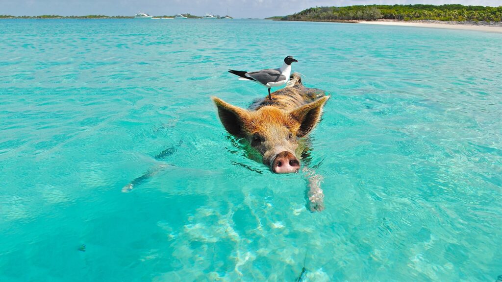 Pig Beach, The Bahamas