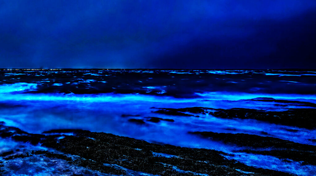 Bioluminescence